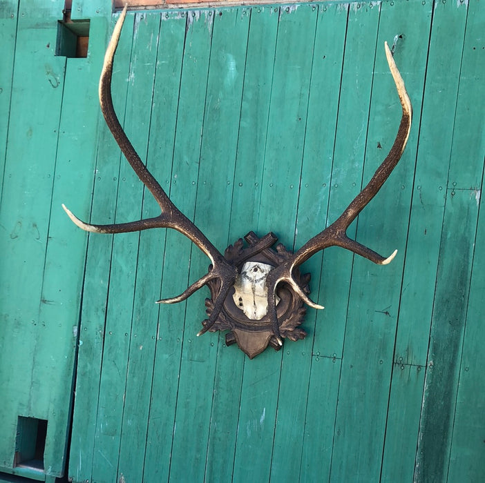 BLACK FOREST CARVED PLAQUE WITH ELK HORNS RACK