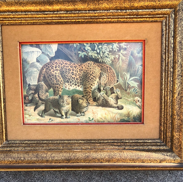FRAMED LEOPARD PRINT FROM BRITTISH PUBLICATION