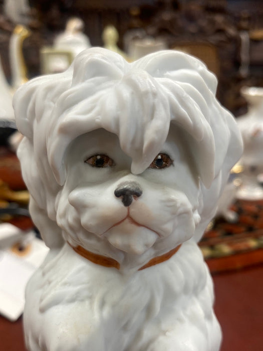 WHITE DOG WITH BANGS