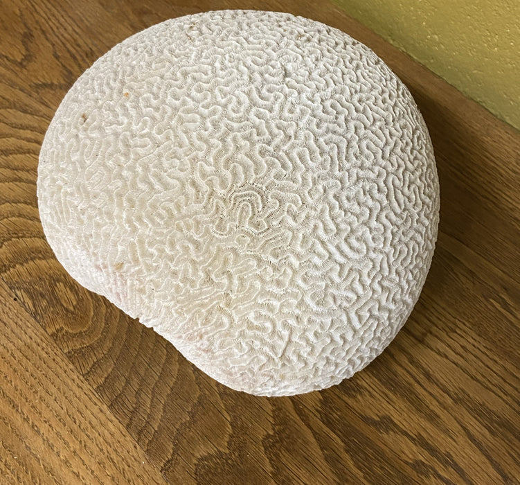 BRAIN CORAL SPECIMEN