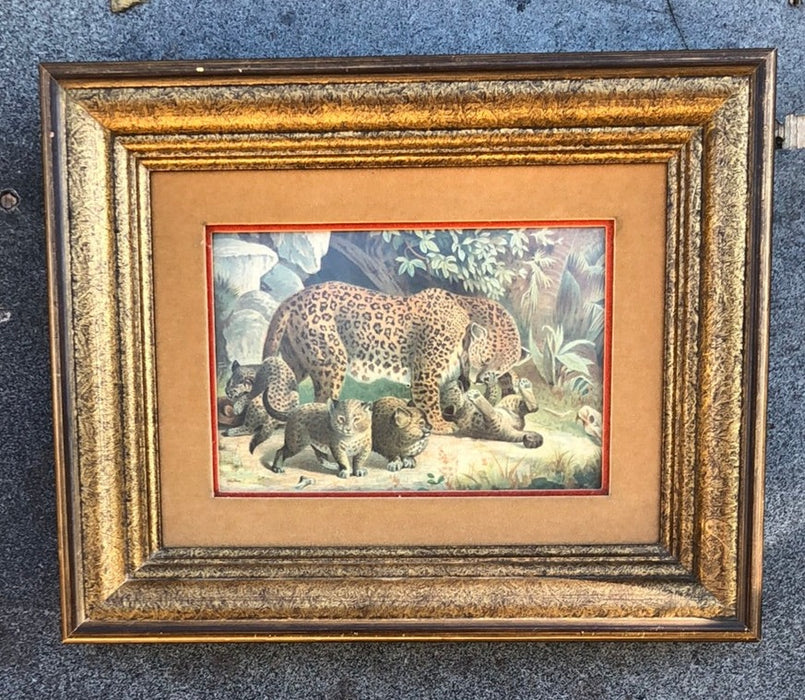 FRAMED LEOPARD PRINT FROM BRITTISH PUBLICATION