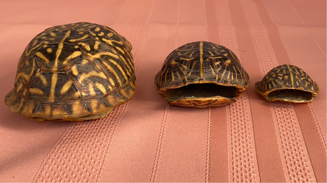 SET OF 3 GRADUATED SIZE TURTLE SHELLS