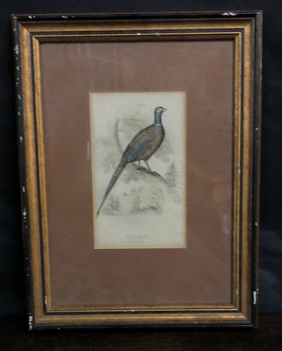 SMALL FRAMED PHEASANT ENGRAVING