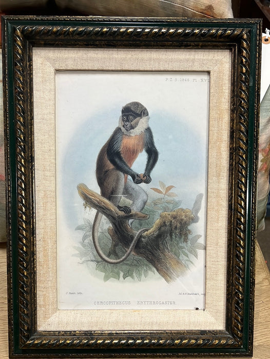ENGRAVING OF CERCOPITHECUS ERYTHROGASTER
