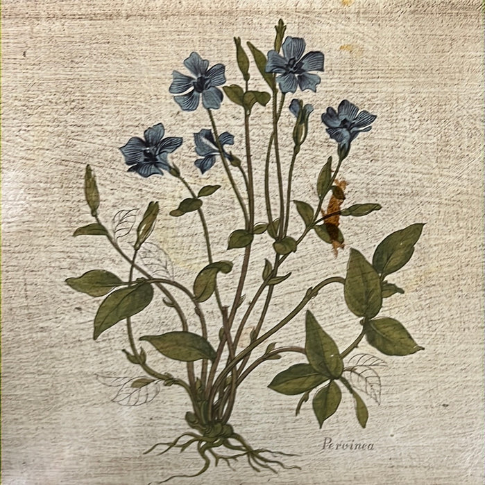 RECTANGULAR FLORENTINE TRAY WITH PERVINA FLOWER