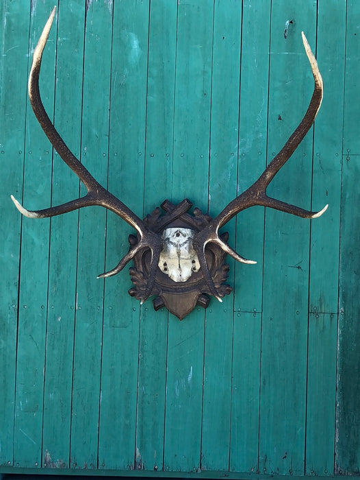 BLACK FOREST CARVED PLAQUE WITH ELK HORNS RACK