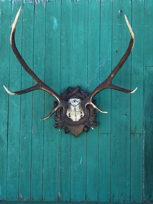 BLACK FOREST CARVED PLAQUE WITH ELK HORNS RACK