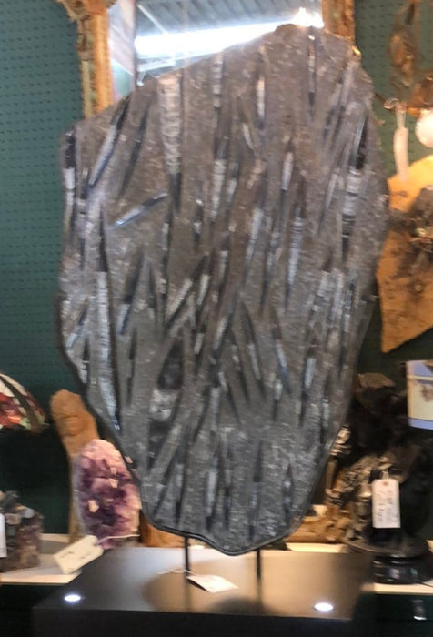 LARGE MOLLUSK FOSSIL MOUNTED ON METAL STAND