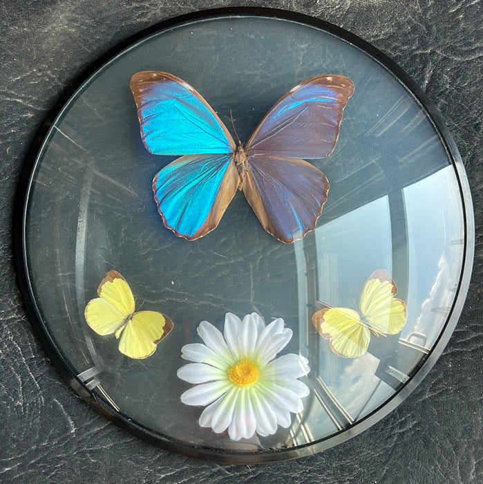BLUE AND YELLOW BUTTERFLY TAXIDERMY IN ROUND FRAME